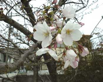 午前8時の桜