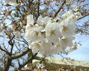 午後3時の桜