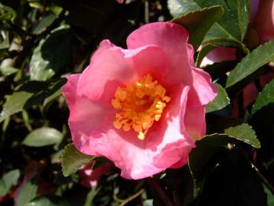単の山茶花