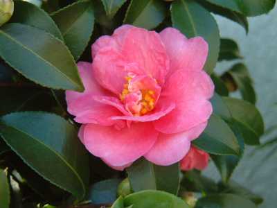 八重の山茶花