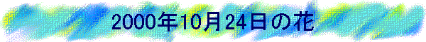 2000N1024̉