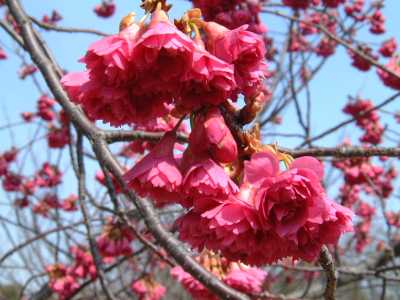 彼岸桜