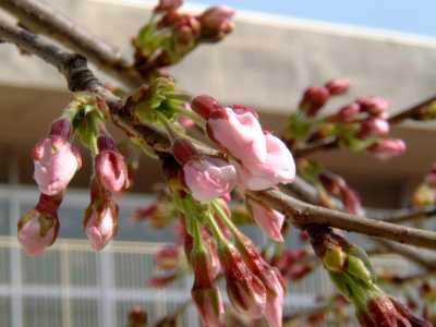開花直前