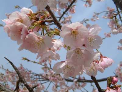 農業公園の桜