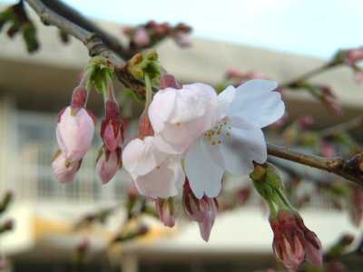 開花