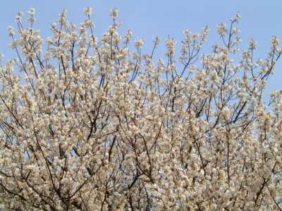 さくらんぼの花