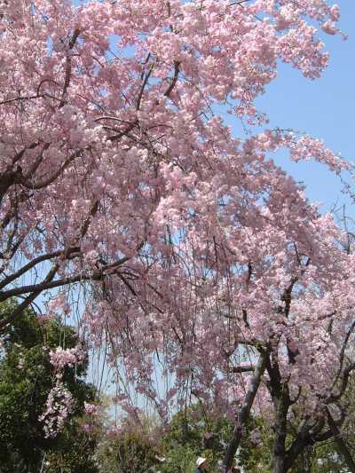 農業公園の枝垂桜